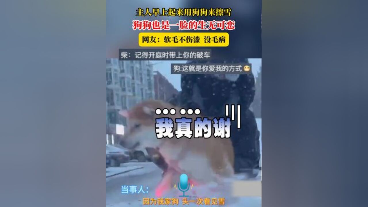 主人早上起来用狗狗来擦雪,狗狗也是一脸的生无可恋,网友:软毛不伤漆 没毛病