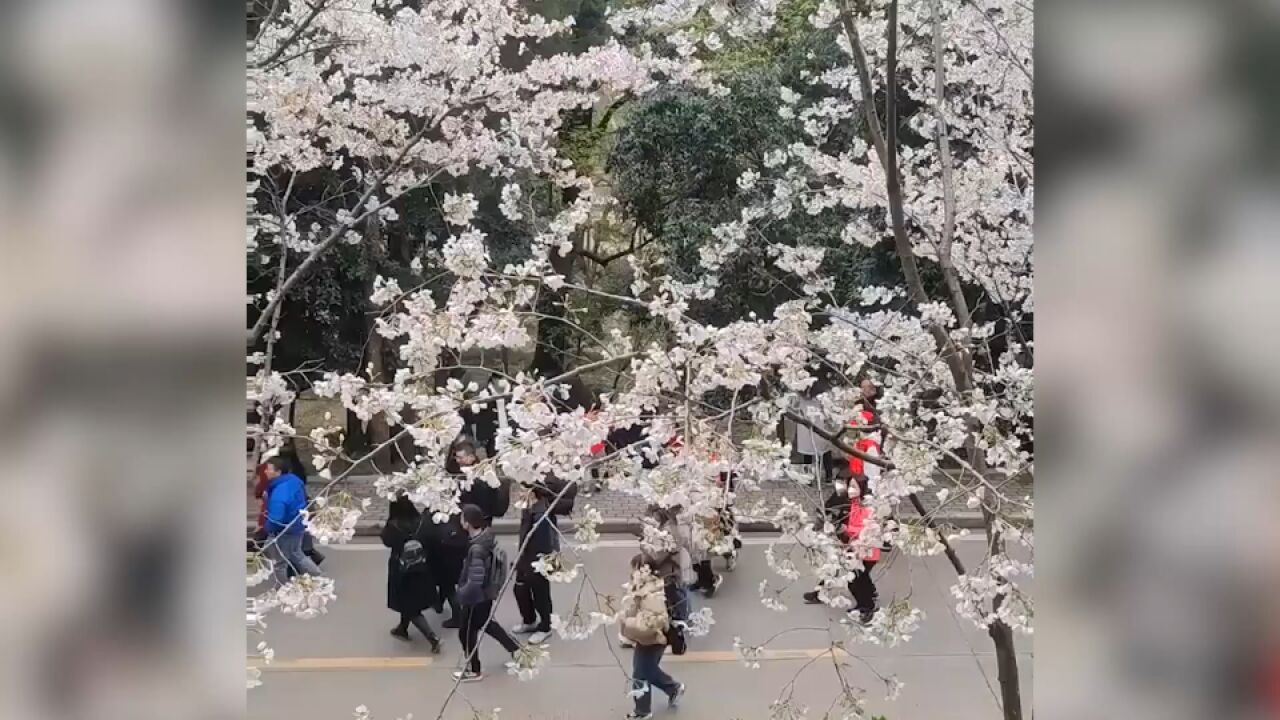 武汉大学迎来援鄂医护赏樱花 时隔三年签名墙上留下他们的名字