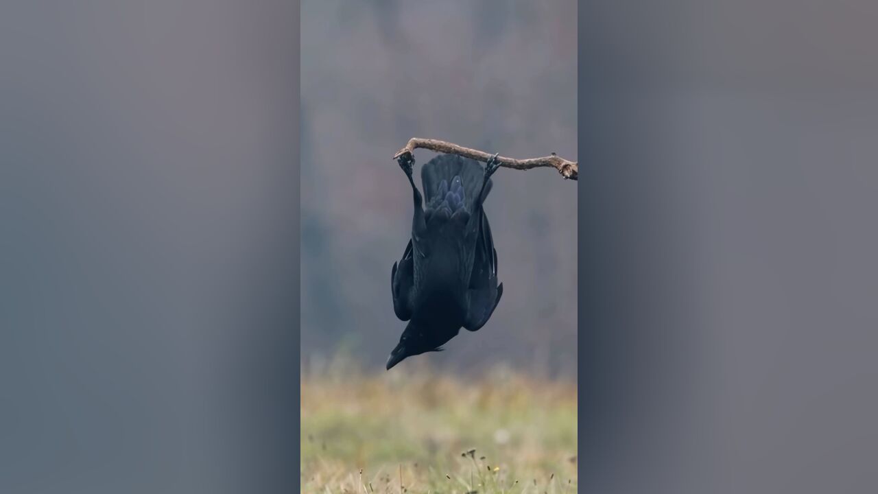 乌鸦这是在练功吗?