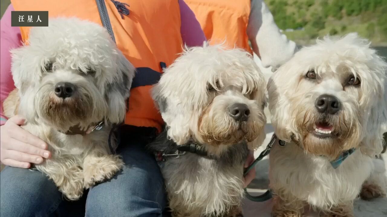 苏格兰小猎犬如何从粗俗乡野到登堂入室的?英国最早的宠物汪!