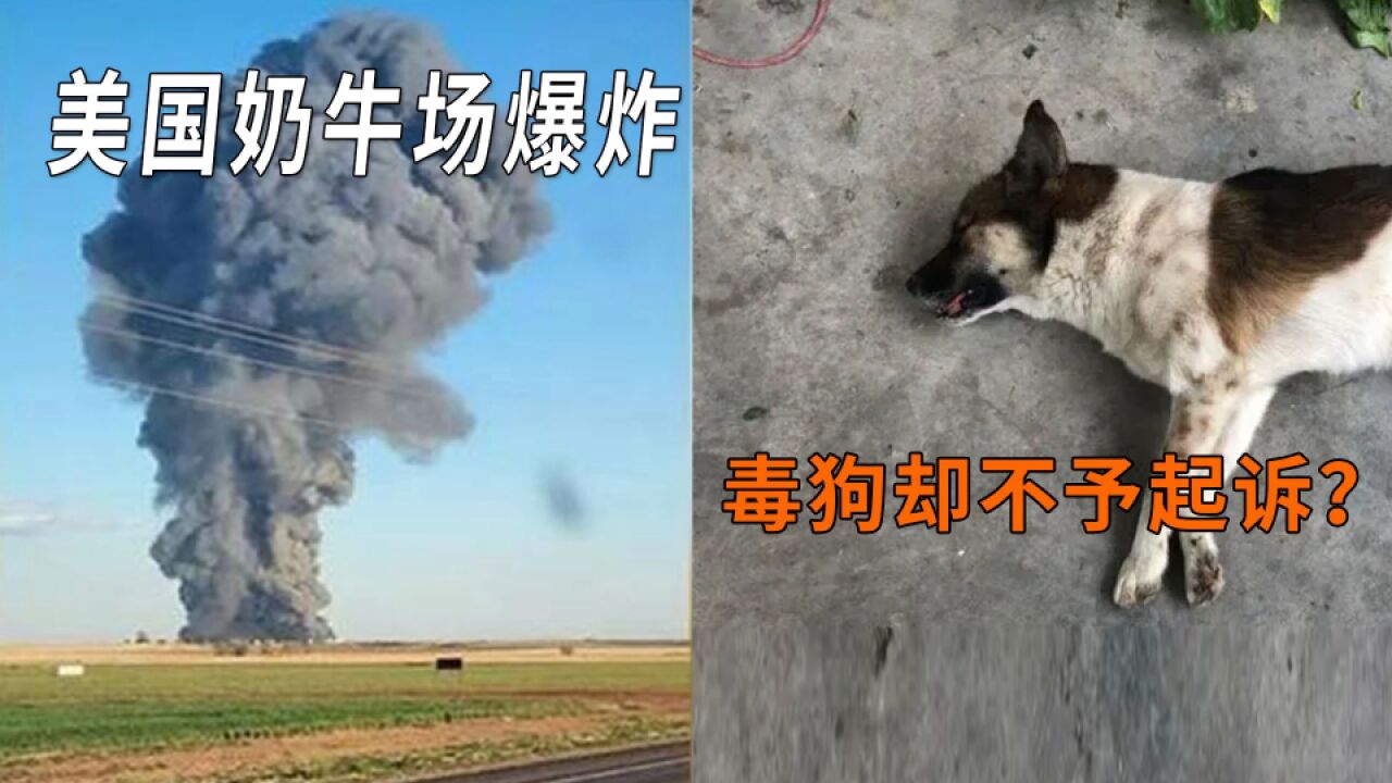 美国奶牛厂爆炸约1.8万头牛死亡?投毒致多条狗死被免于起诉?