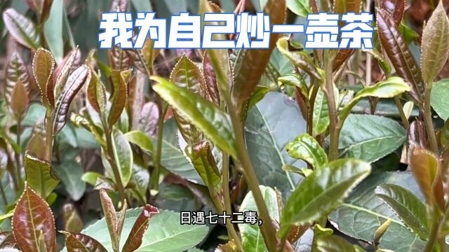 茶是如何征服世界味蕾的?茶的历史人文