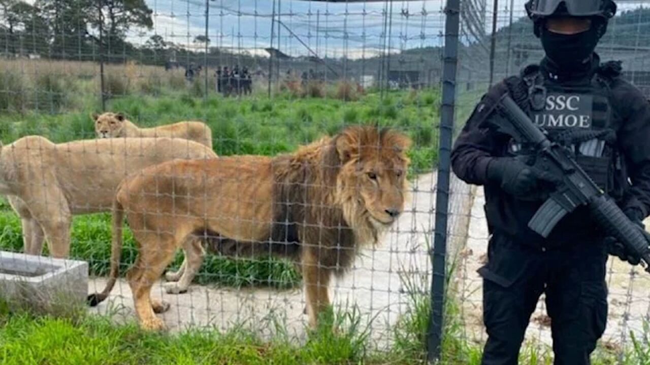 墨西哥扫荡毒枭领地捕获超20只猛兽,曾有毒枭用活人喂老虎