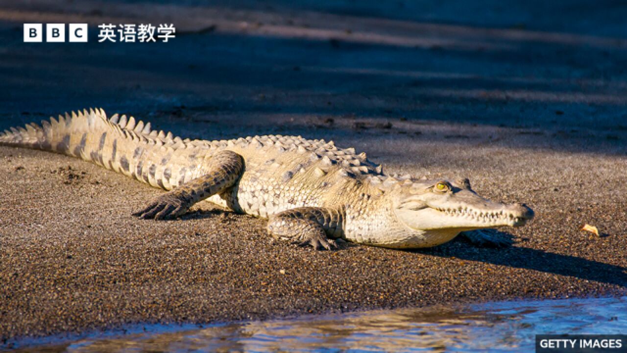 BBC媒体英语:科学家发现首例“孤雌生殖 parthenogenesis”美洲鳄