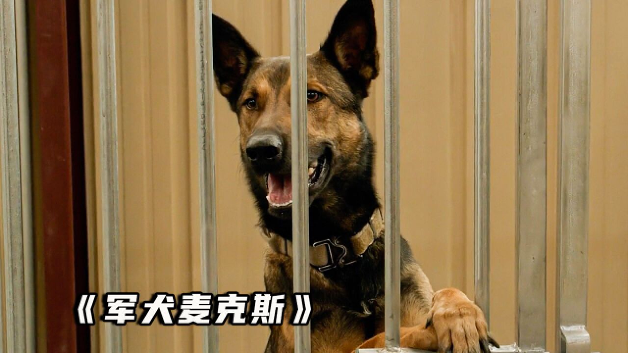 军犬的主人被害,高智商的军犬为他报仇