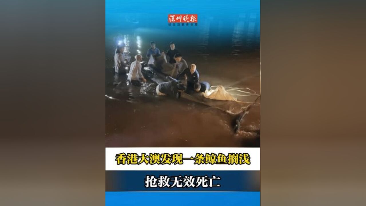 香港大澳发现一条鲸鱼搁浅 抢救无效死亡