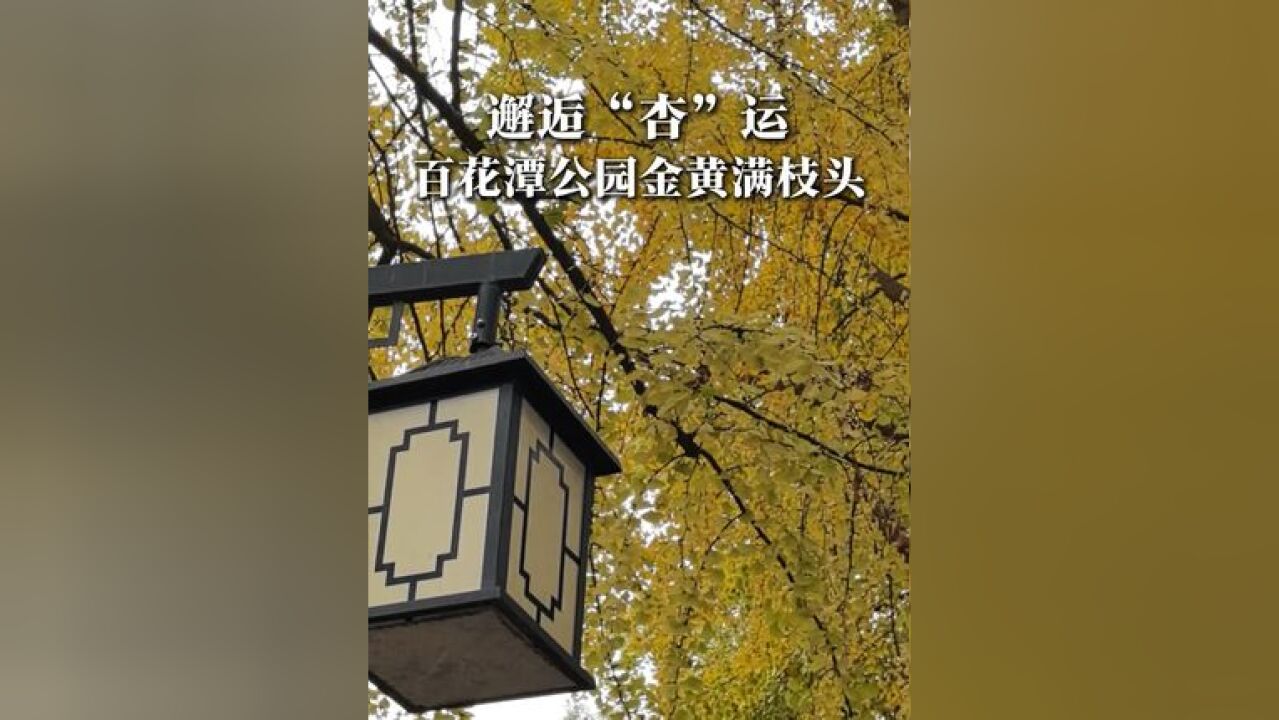 初冬已至,也进入了一年中银杏最佳观赏期,百花潭公园的200余株银杏树全部披上了黄金甲,满树金黄,耀眼夺目