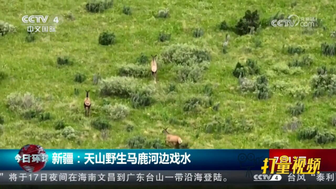 新疆:摄影爱好者近距离拍摄到天山野生马鹿河边戏水的画面