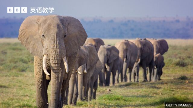 BBC随身英语:象群中的深层文化 deep culture