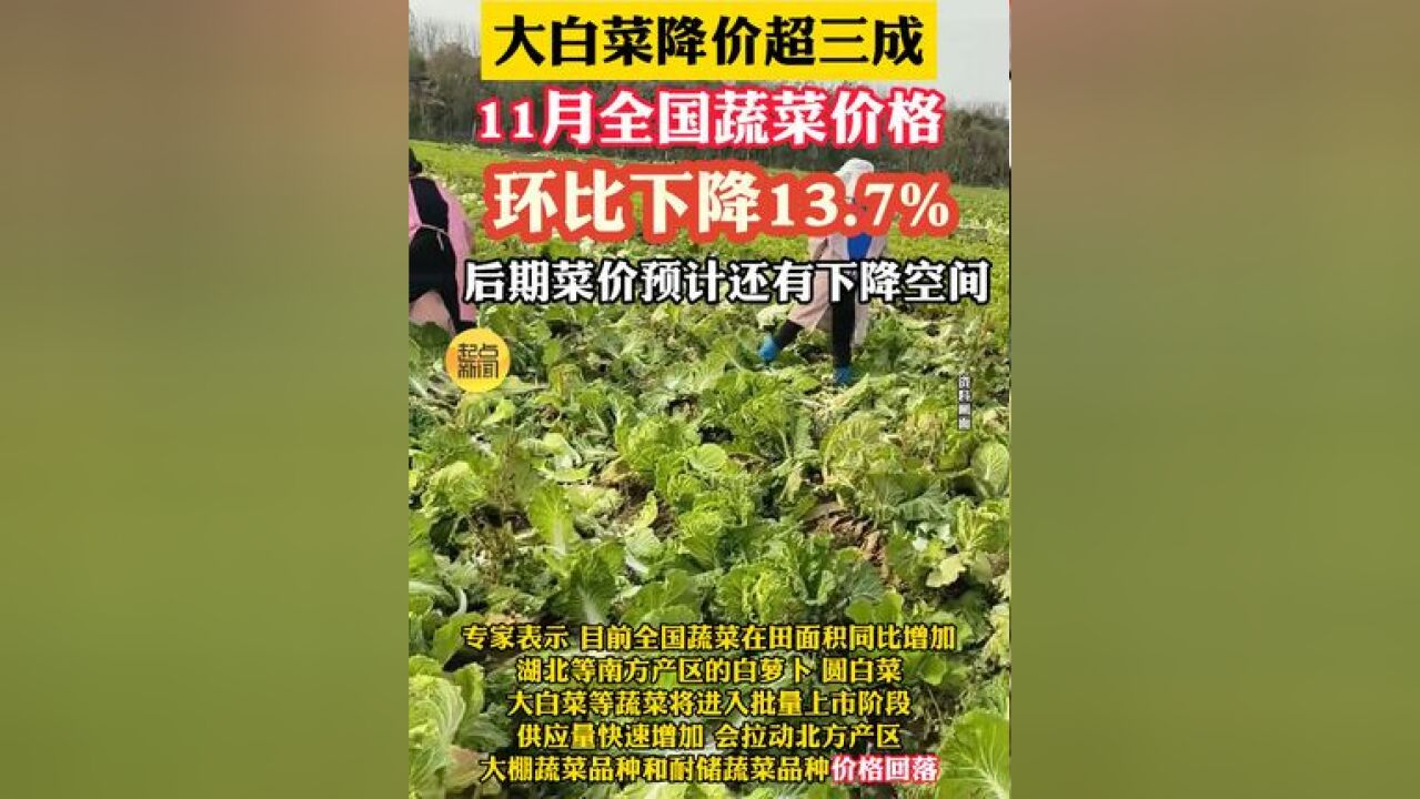 大白菜降价超三成!11月全国蔬菜价格环比下降13.7%,后期菜价预计还有下降空间