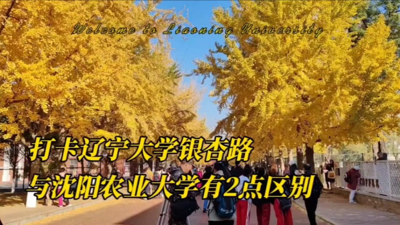 打卡辽宁大学银杏路,与沈阳农业大学有两点区别