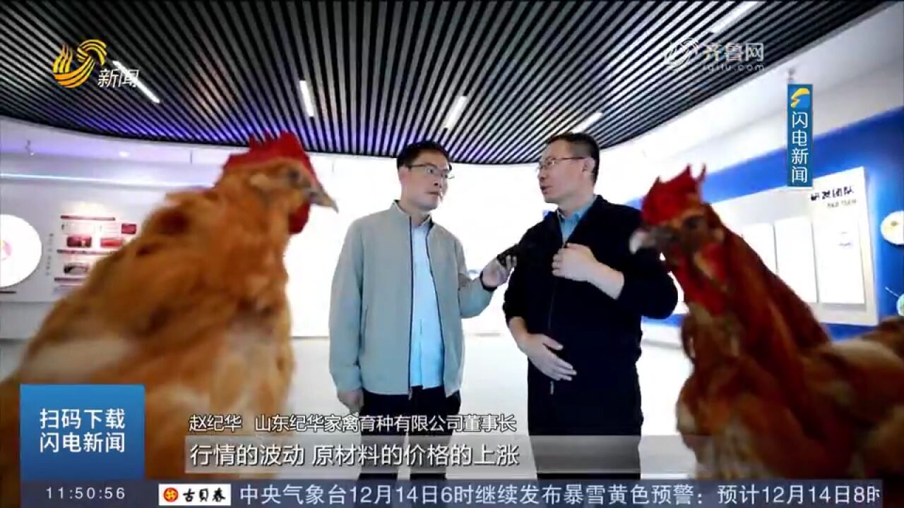 点赞!山东培育出第三个黄羽肉鸡新品种,养殖成本低,肉质口感好