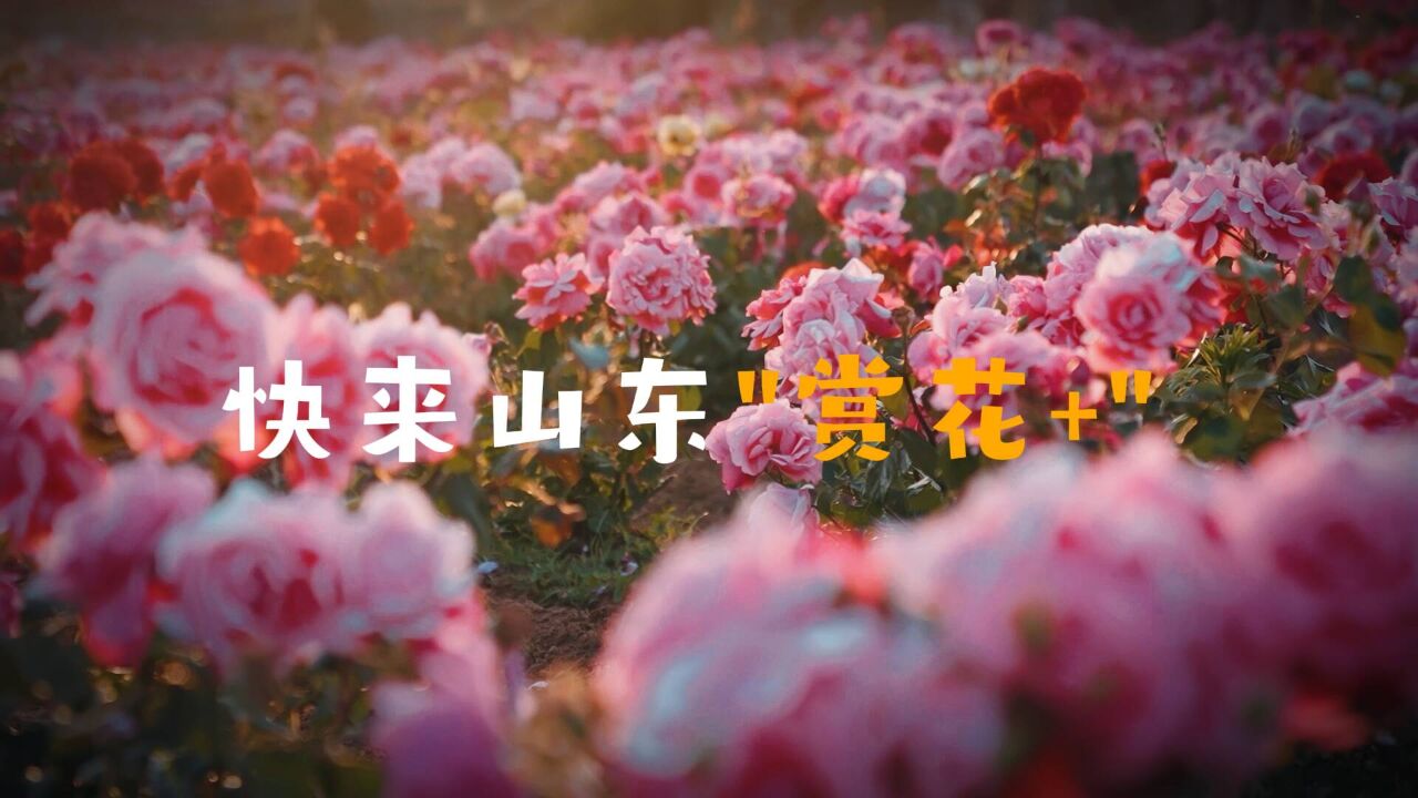 解锁“赏花+”新玩法 点亮山东“春日经济”