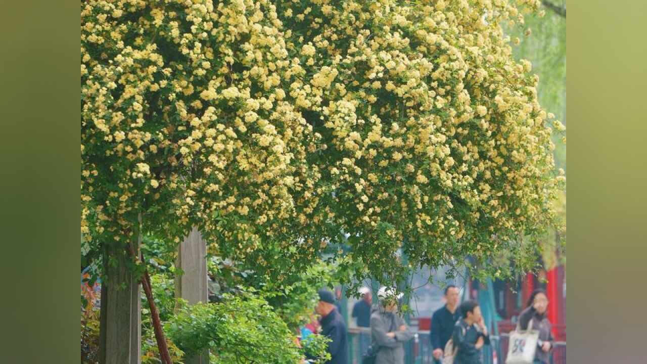 4月顶流就它了,西湖边木香花盛开,宛如瀑布