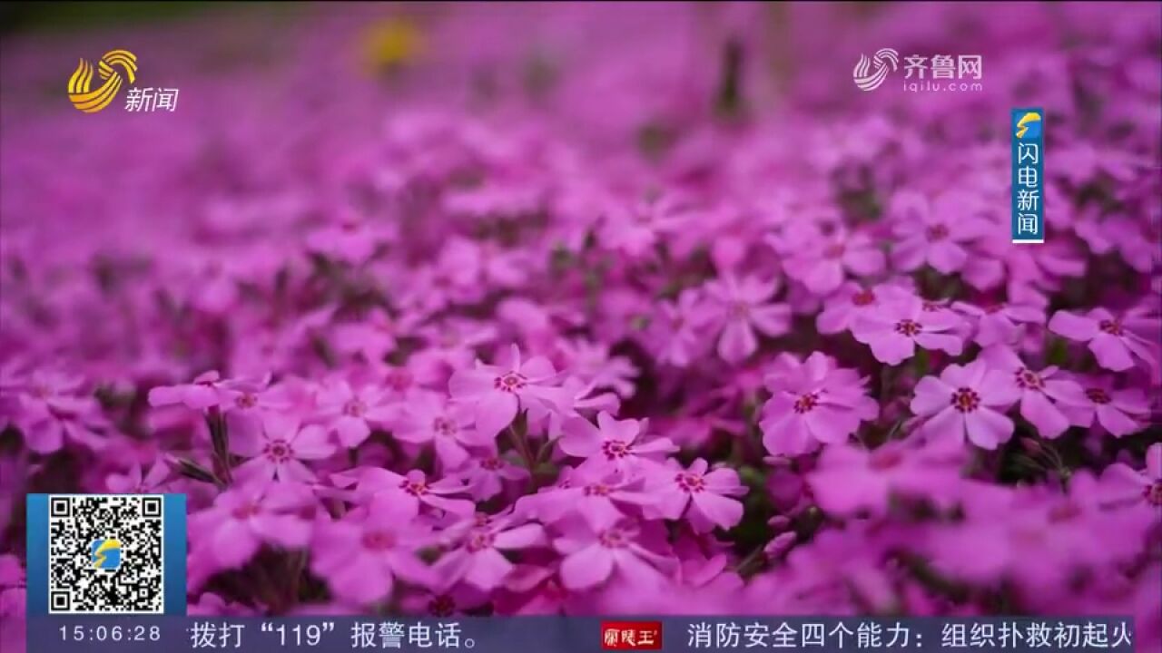 莱阳濯村:春和景明,樱花进入盛花期,整个村庄弥漫粉色浪漫气息