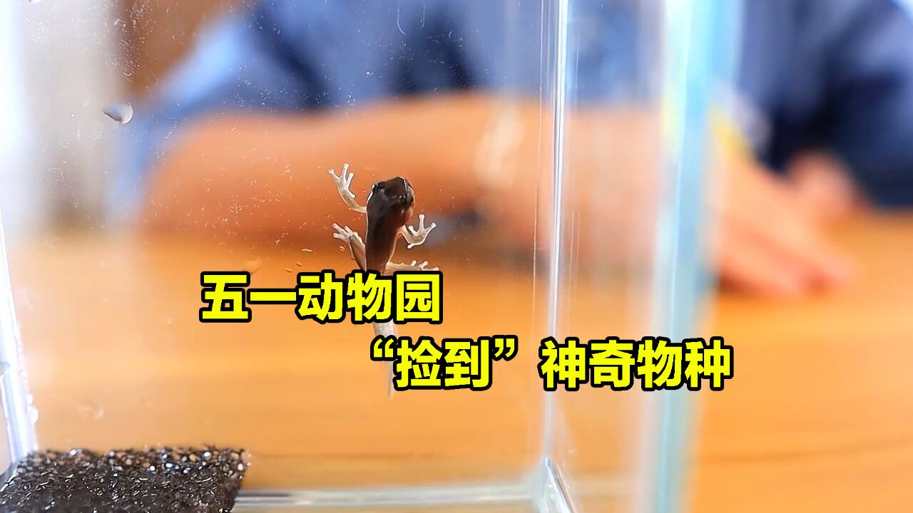 孩子从动物园带回几只蝌蚪,精心养大后,发现竟是稀有品种