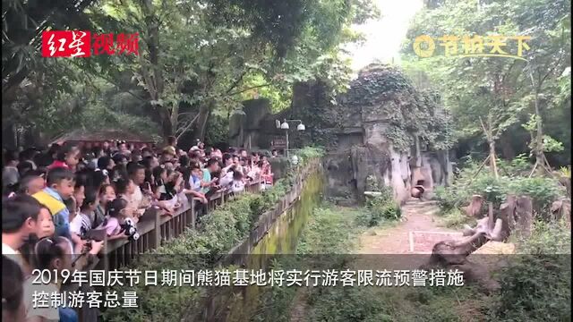 节拍天下|成都大熊猫繁育研究基地:实行网络提前购票