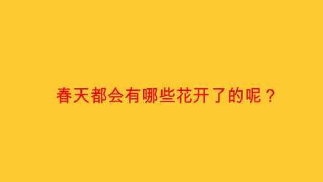 春天都会有哪些花开了的呢?