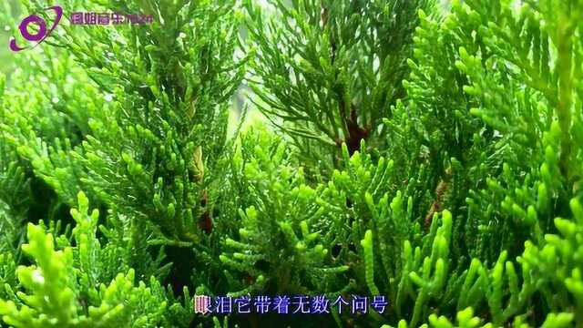 《贺一航经典老歌5联唱》凄凉的歌声让人感动,送给大家