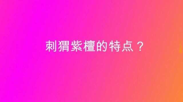 刺猬紫檀的特点?