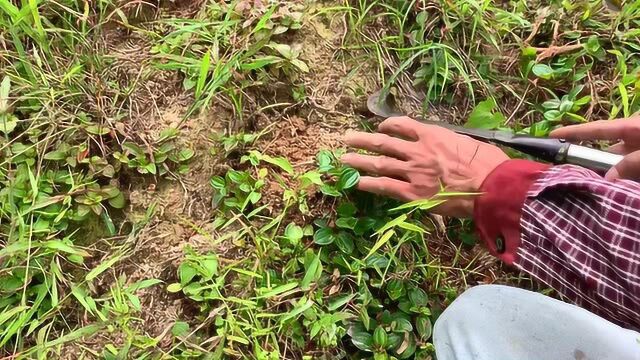 这植物叫“地菍”,在乡下很常见,是一种珍贵药材