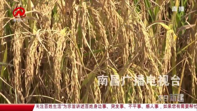 今日新建:丰收季:金秋十月 稻花飘香遍地黄