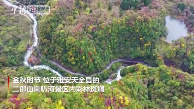 四川天全喇叭河:“零距离”邂逅野生水鹿和猕猴