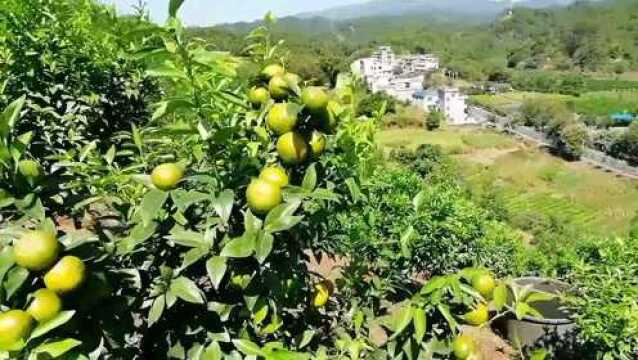 秋天的收获,看看果实累累的季节,也是丰收的季节!