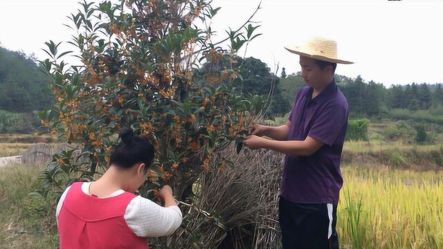 老爸随手种的“金桂”,没想到一棵就价值5000元,东哥却不舍得卖