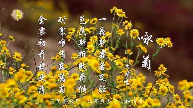 白居易 咏菊 耐寒唯有东篱菊 金粟初开晓更清