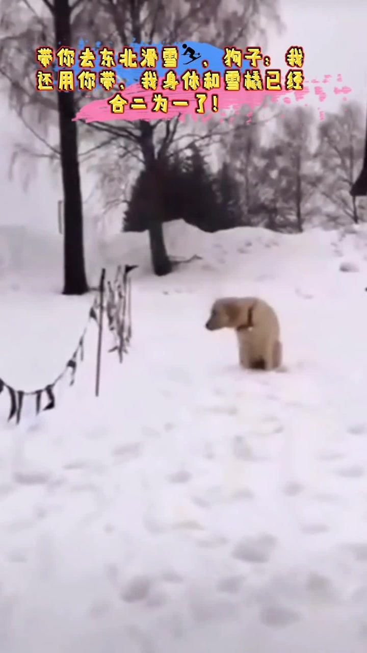 带你去东北滑雪,狗子:我还用你带,我身体自带雪橇