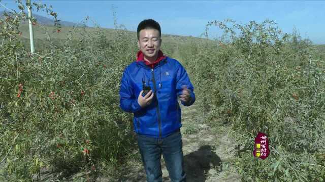 《甘州百村行》山下枸杞红——走进安阳乡苗家堡村