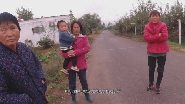 苹果产地之旅2:雨中偶遇果农,闲聊中得知苹果滞销严重