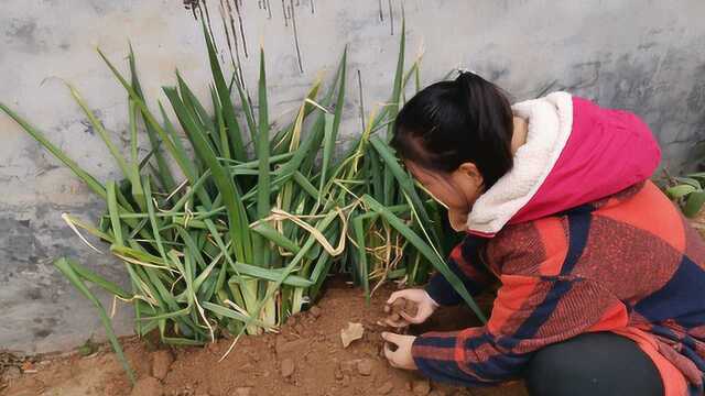 大葱吃不完,保存大葱真简单,放一年依旧新鲜,非常实用!