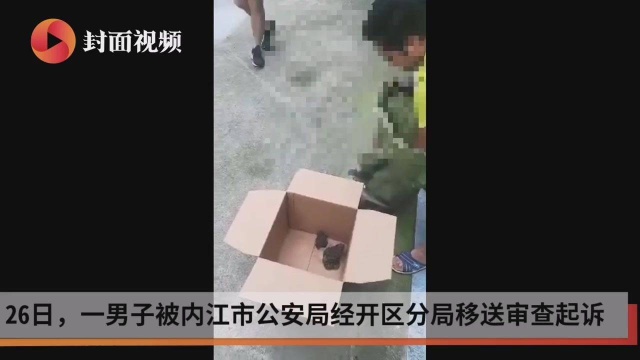 癞蛤蟆学名中华蟾蜍 男子抓44只欲挣钱却被移送审查起诉