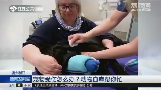 动物献血!澳大利亚这家兽医中心挺新奇 你会让你家宠物献血吗