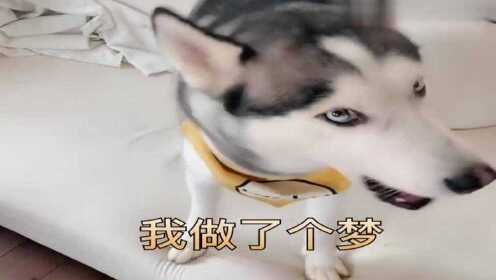 二哈做了个梦，铲屎官表示不想听，下一秒反应太逗了！