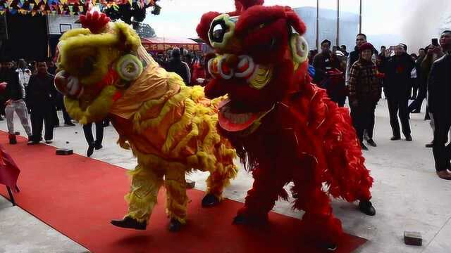 谢氏醒狮在广西陆川起舞