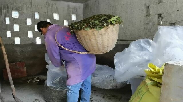 青储饲料的制作方法,适用于小型养殖场,简单易学