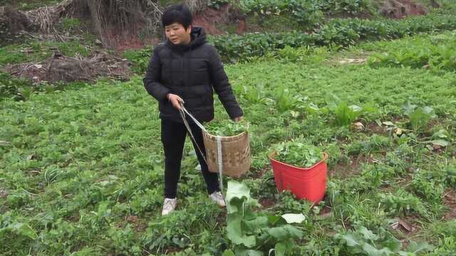 豌豆尖这个蔬菜是真的神奇,今年已经剪十几次了,现在都还能长