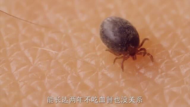 为什么蜱虫很难被杀死?这个视频解开多年疑惑