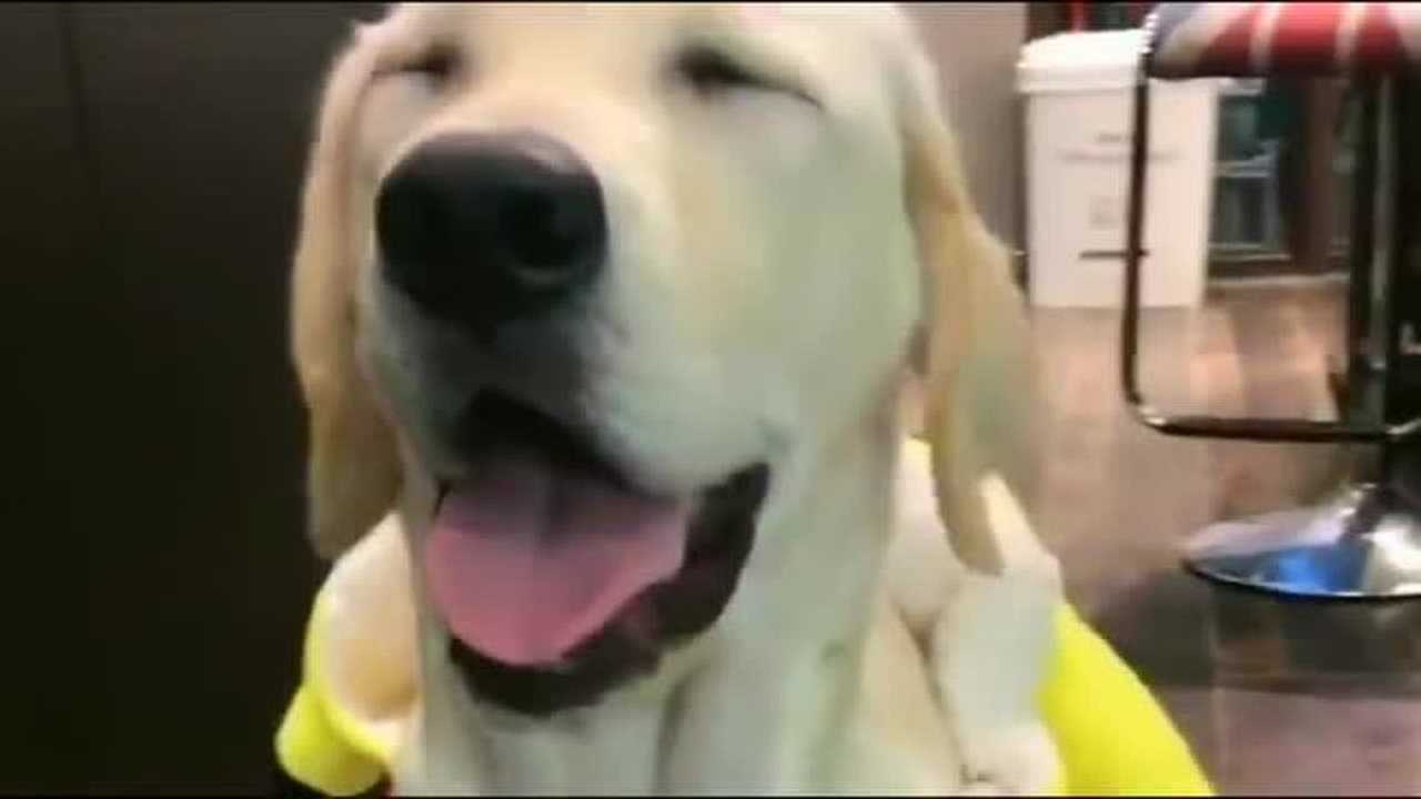 拉布拉多赛文二胎的大宝颜值真高笑起来很好看