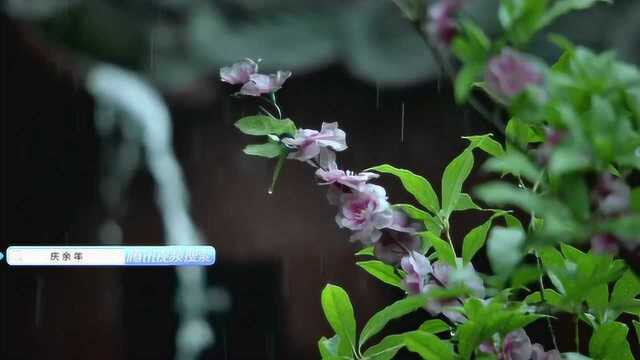 庆余年:范闲抱怨海棠做事草率,不料海棠却这么说,错怪人家了吧