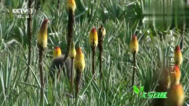 火炬花绽放东非狒狒就会来啃食花蜜,虽然吃的浪费但帮了火炬花