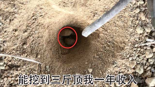 农村常见的地牛,能卖到20000元一斤,小伙挖一下午能卖多少