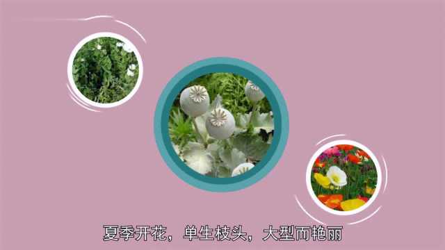 罂粟果是植物罂粟花的果实,要远离它