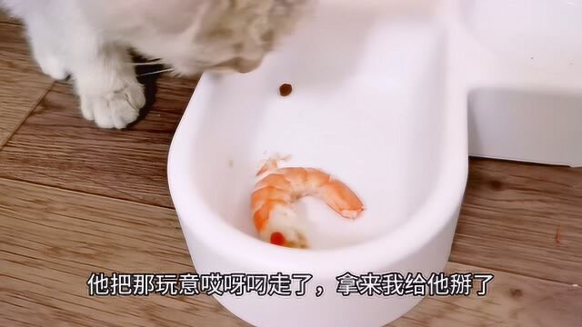 小猫第一次吃虾,表现真奇怪,都是这样的吗?头次见到