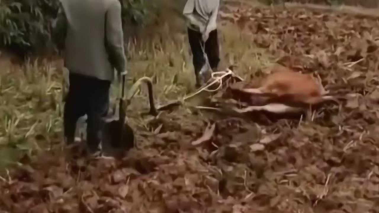 没有耕坏的地只有累死的牛啊看它倒下的那一刻后背突然感觉到凉风