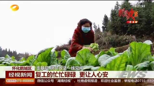 怀化鹤城:种的是小菜,收获的是脱贫攻坚的坚定信心