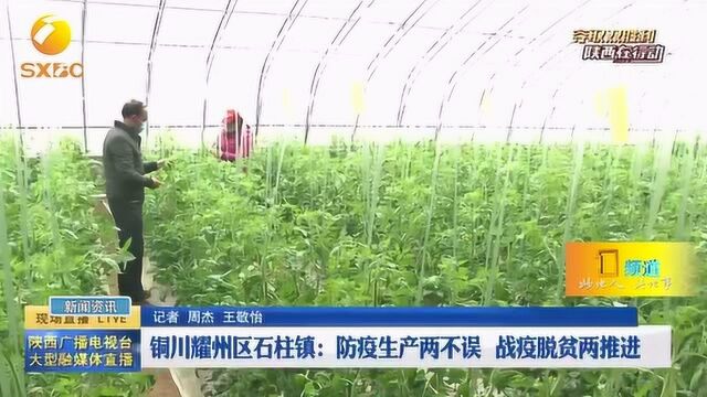 铜川耀州区石柱镇:防疫生产两不误,战疫脱贫两推进